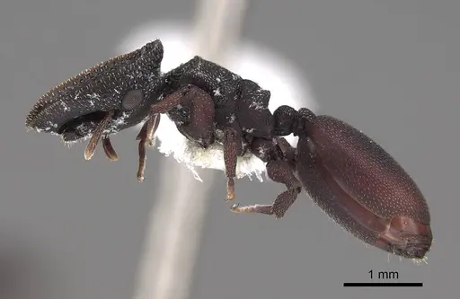 Cephalotes varians - CASENT0922526