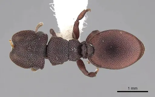 Cephalotes varians - CASENT0922527