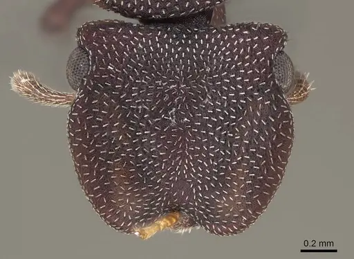 Cephalotes varians - CASENT0922527