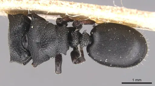 Cephalotes wheeleri specimen