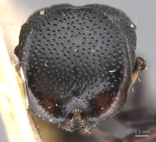 Cephalotes wheeleri specimen