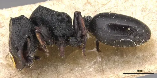 Cephalotes wheeleri specimen
