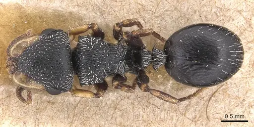 Cephalotes wheeleri - CASENT0904914