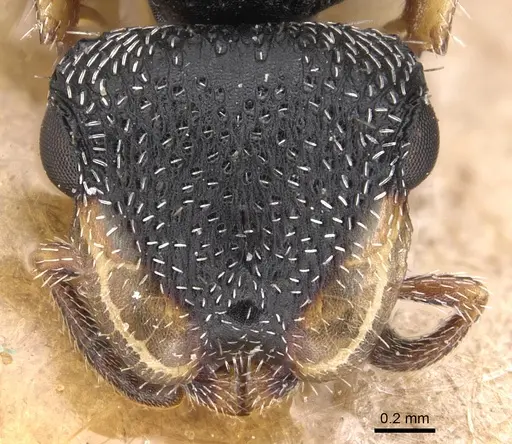 Cephalotes wheeleri - CASENT0904914