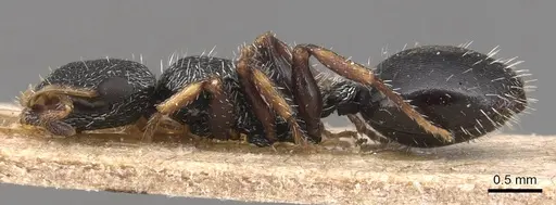 Cephalotes wheeleri - CASENT0904914