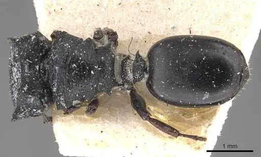 Cephalotes wheeleri - CASENT0909292