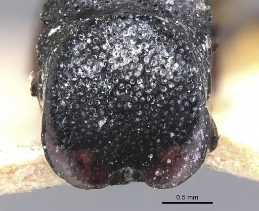 Cephalotes wheeleri - CASENT0909292