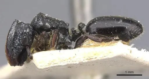 Cephalotes wheeleri - CASENT0909292