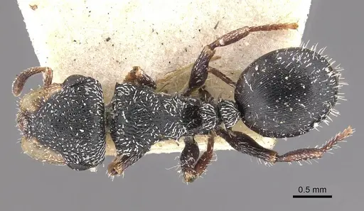 Cephalotes wheeleri - CASENT0909293