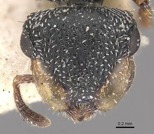 Cephalotes wheeleri - CASENT0909293