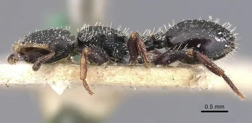 Cephalotes wheeleri - CASENT0909293
