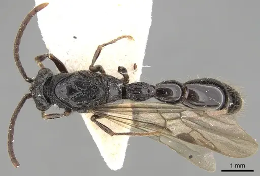 Cerapachys antennatus specimen