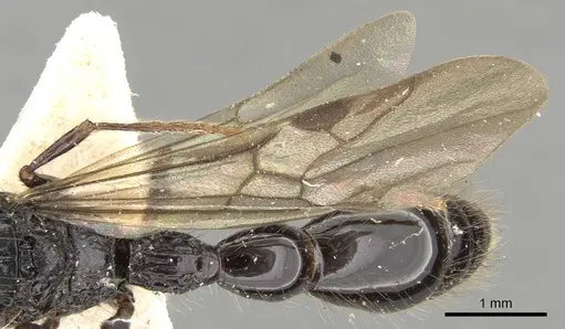 Cerapachys antennatus specimen