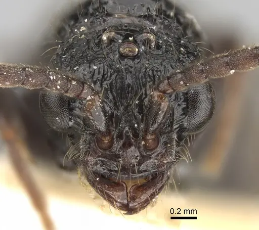 Cerapachys antennatus specimen