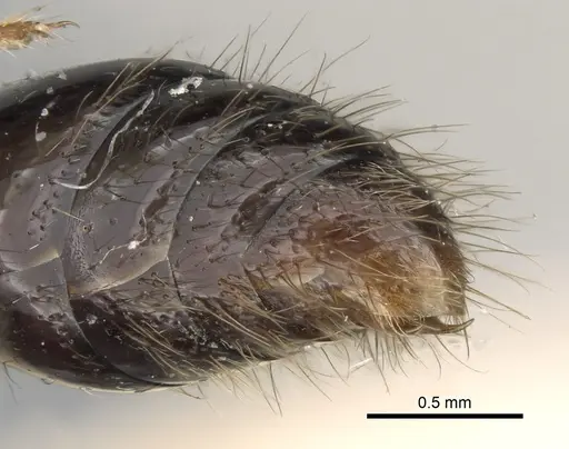 Cerapachys antennatus - CASENT0281977