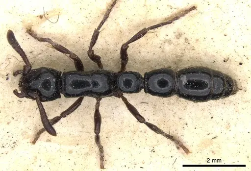 Cerapachys antennatus - CASENT0901347