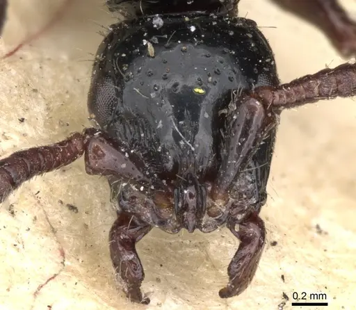 Cerapachys antennatus - CASENT0901347