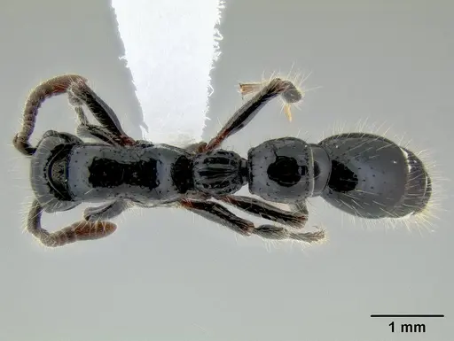 Cerapachys jacobsoni specimen