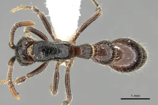 Cerapachys sulcinodis specimen