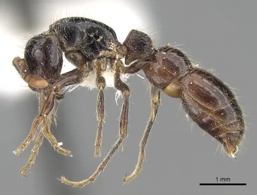 Cerapachys sulcinodis specimen