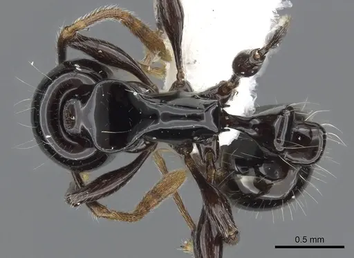 Chelaner albipes specimen