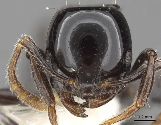 Chelaner albipes specimen