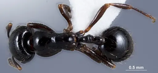 Chelaner anthracinus specimen