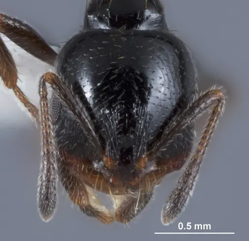 Chelaner anthracinus specimen