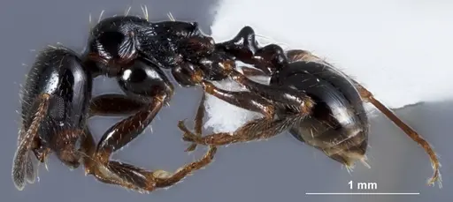 Chelaner anthracinus specimen