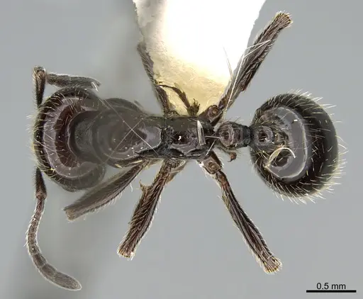 Chelaner anthracinus - CASENT0923613