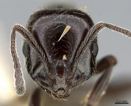 Chelaner anthracinus - CASENT0923613