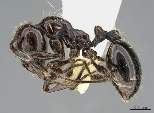 Chelaner anthracinus - CASENT0923613