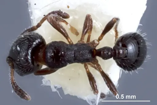 Chelaner anthracinus - JDM32-003494