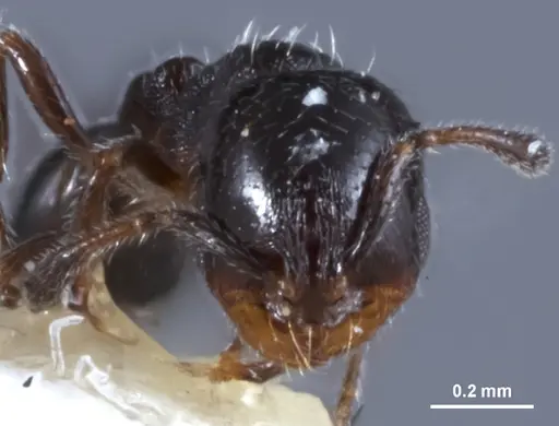 Chelaner anthracinus - JDM32-003494