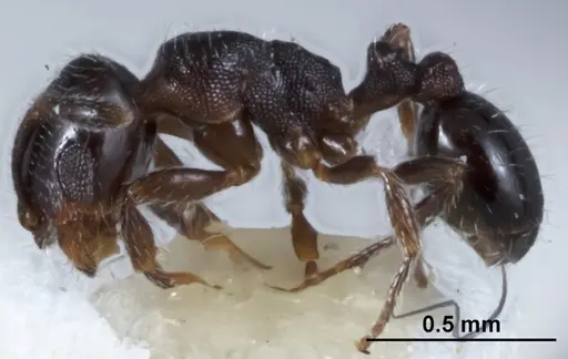 Chelaner anthracinus - JDM32-003494