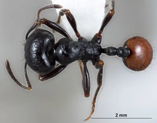 Chelaner bicornis specimen