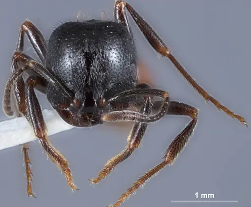 Chelaner bicornis specimen