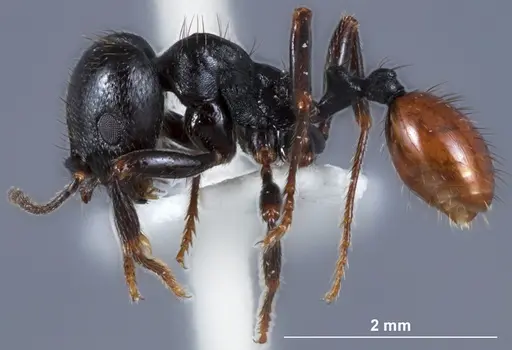 Chelaner bicornis specimen