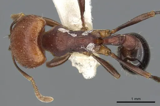 Chelaner bifidus specimen