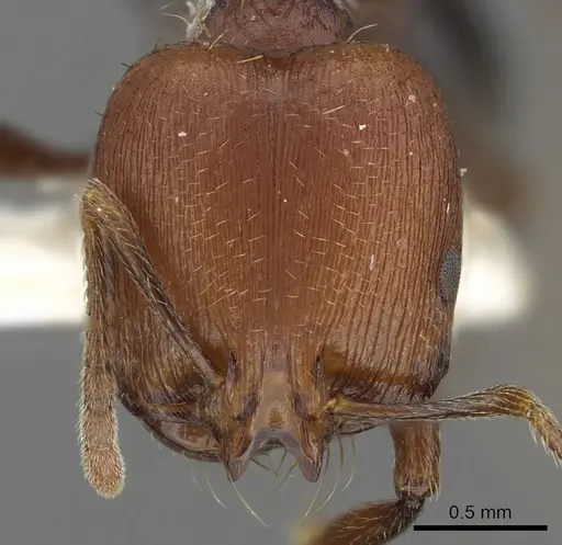 Chelaner bifidus specimen