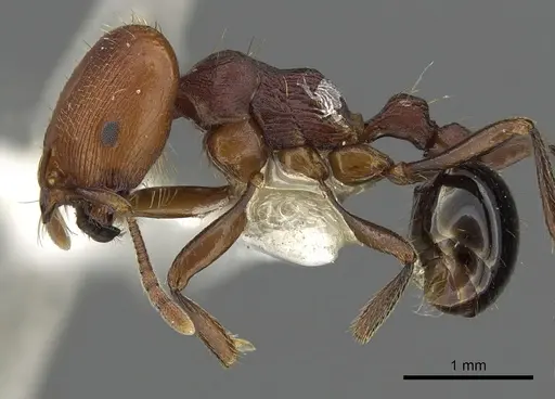 Chelaner bifidus specimen