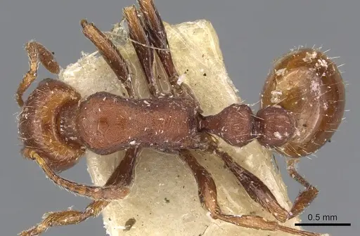 Chelaner bihamatus specimen