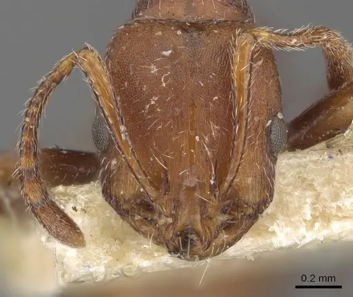 Chelaner bihamatus specimen