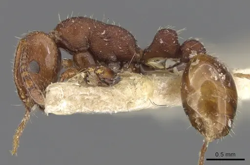 Chelaner bihamatus specimen