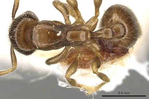 Chelaner brachythrix specimen