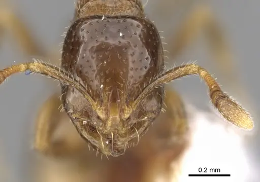 Chelaner brachythrix specimen