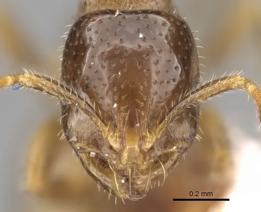 Chelaner brachythrix specimen