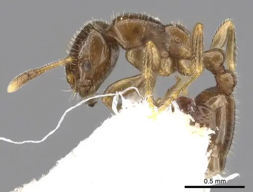 Chelaner brachythrix - CASENT0902294