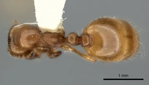 Chelaner centralis specimen