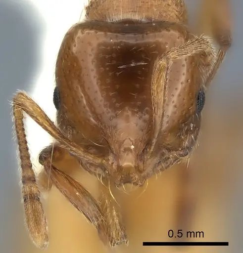 Chelaner centralis specimen